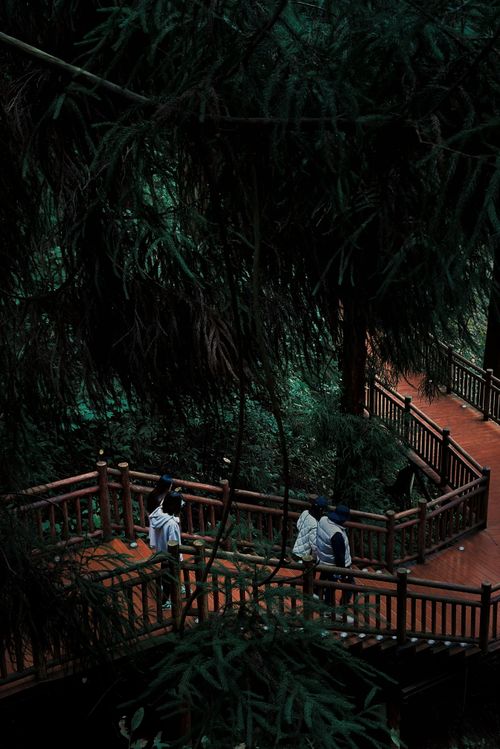 Free Discover the serene wooden walkway amidst tall trees in Meishan, Sichuan, China. Stock Photo