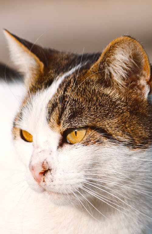 Close-up of Cute Cat