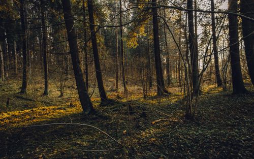 Free Discover this enchanting forest view, capturing sunlight streaming through tall trees. Stock Photo