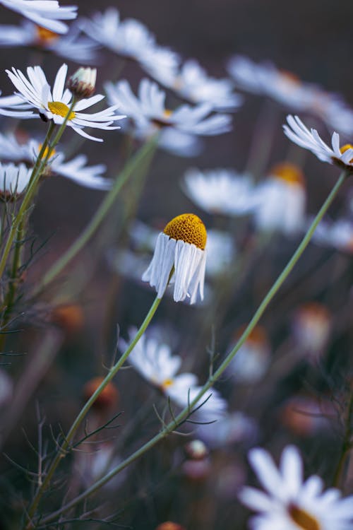 คลังภาพถ่ายฟรี ของ ขาว, ดอกเดซี่, ดอกไม้