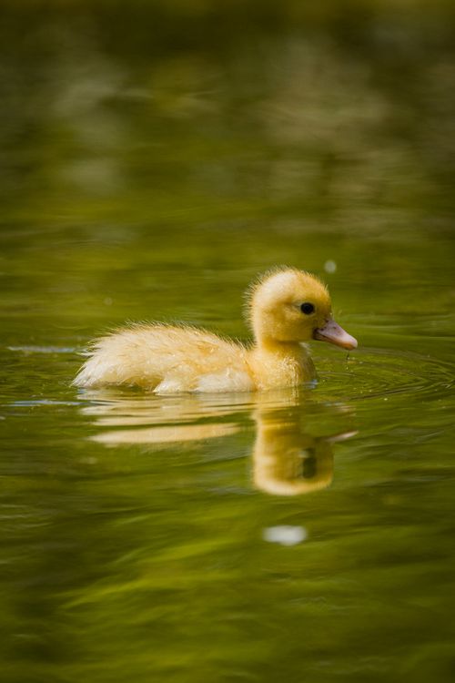 Free A cute duckling gracefully swims in a tranquil pond, showcasing nature's beauty. Stock Photo