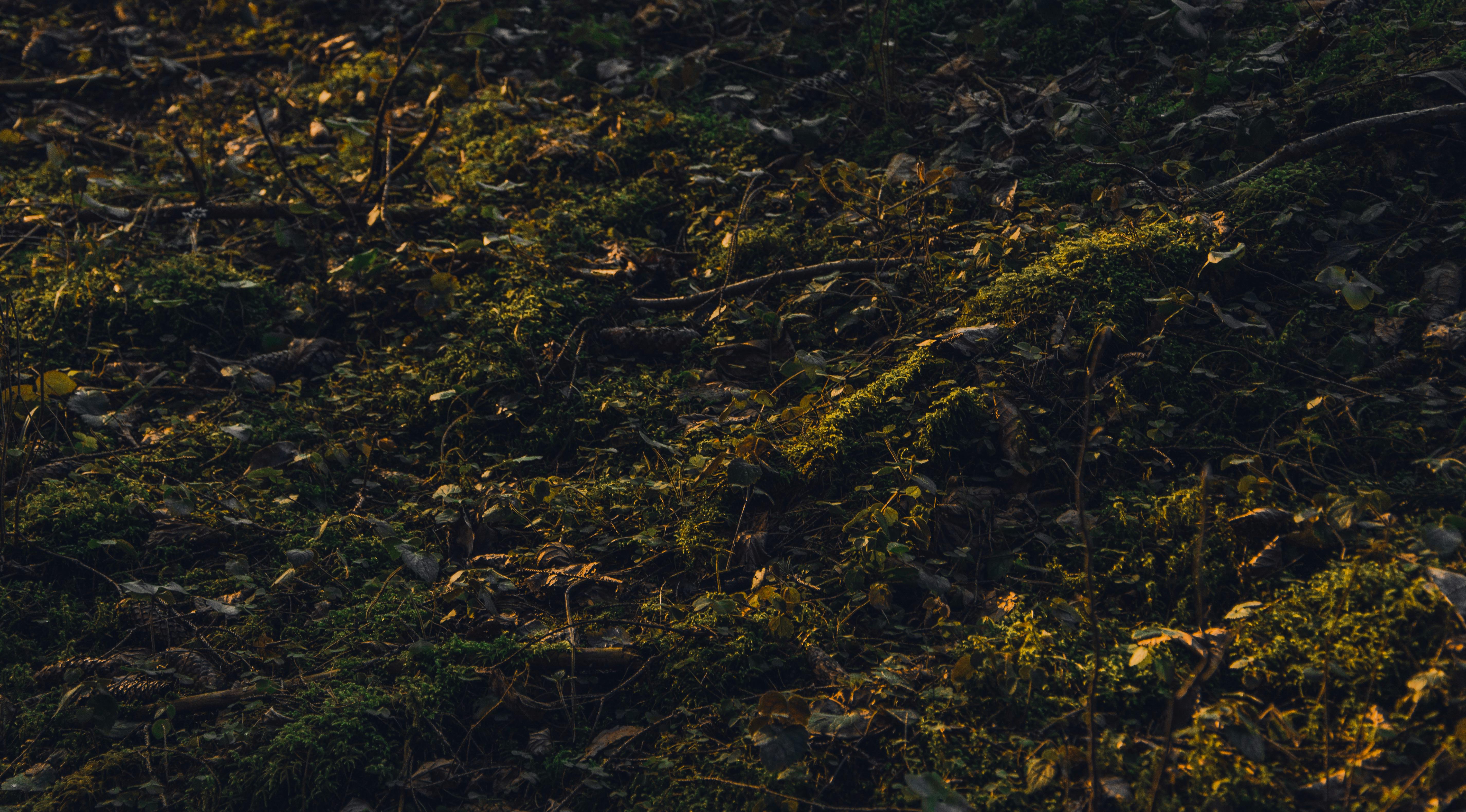 在昏暗的自然光下，森林地面上苔藓和落叶的特写