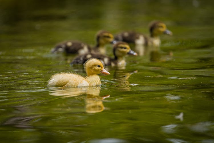 Ducklings On Water