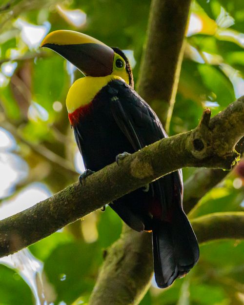 Free A colorful toucan perched on a branch surrounded by lush green leaves, showcasing its vivid plumage. Stock Photo