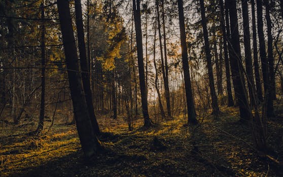 秋日森林的黄昏景色迷人，凸显了大自然的宁静之美