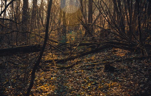 無料 茶色の枯れた木の写真 写真素材