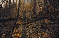 秋日森林静谧安宁，柔和的金光穿过树木，营造出宁静的氛围