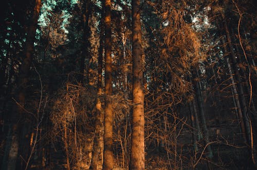 森林在日落時的照片