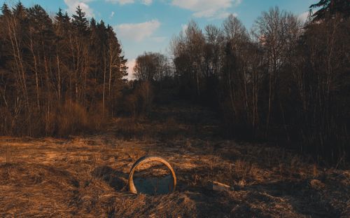 Free A tranquil autumn forest landscape featuring trees and an exposed circular drainage pipe. Stock Photo