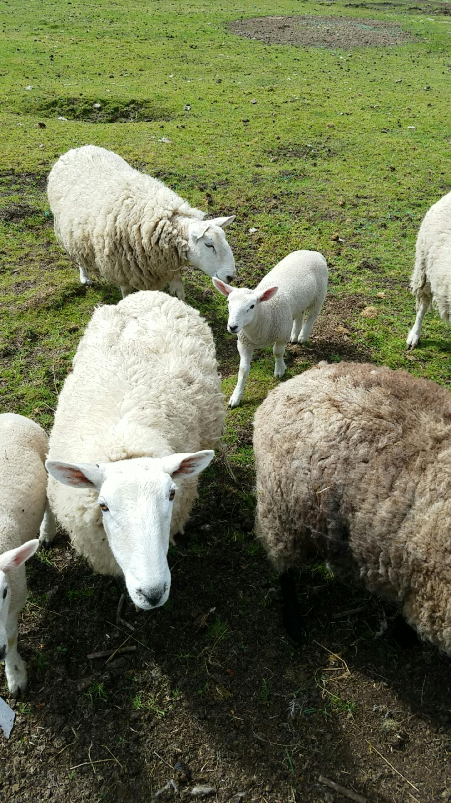 Free stock photo of lamb, sheep, wool Stock Image Everypixel