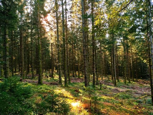 Free A serene sunlit pine forest in Sapois, Grand Est, France, capturing natural beauty. Stock Photo