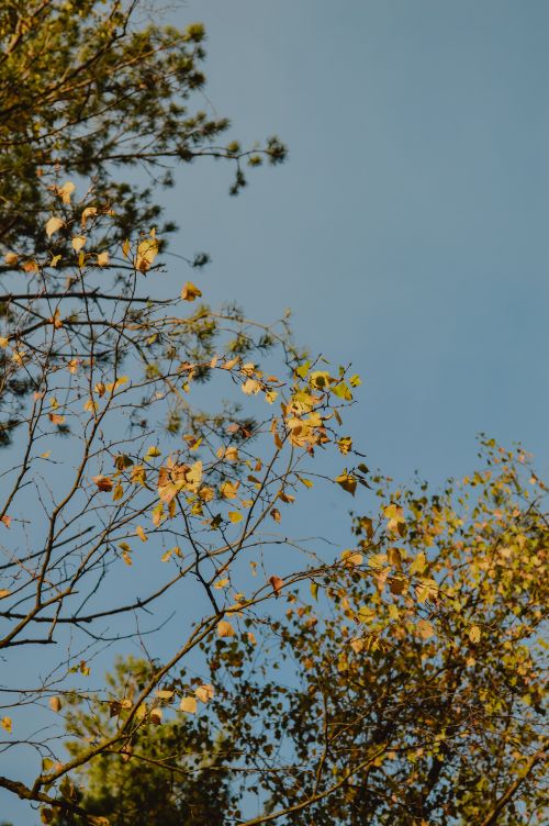 Free Vibrant autumn leaves frame a clear blue sky, capturing the serene beauty of fall. Stock Photo