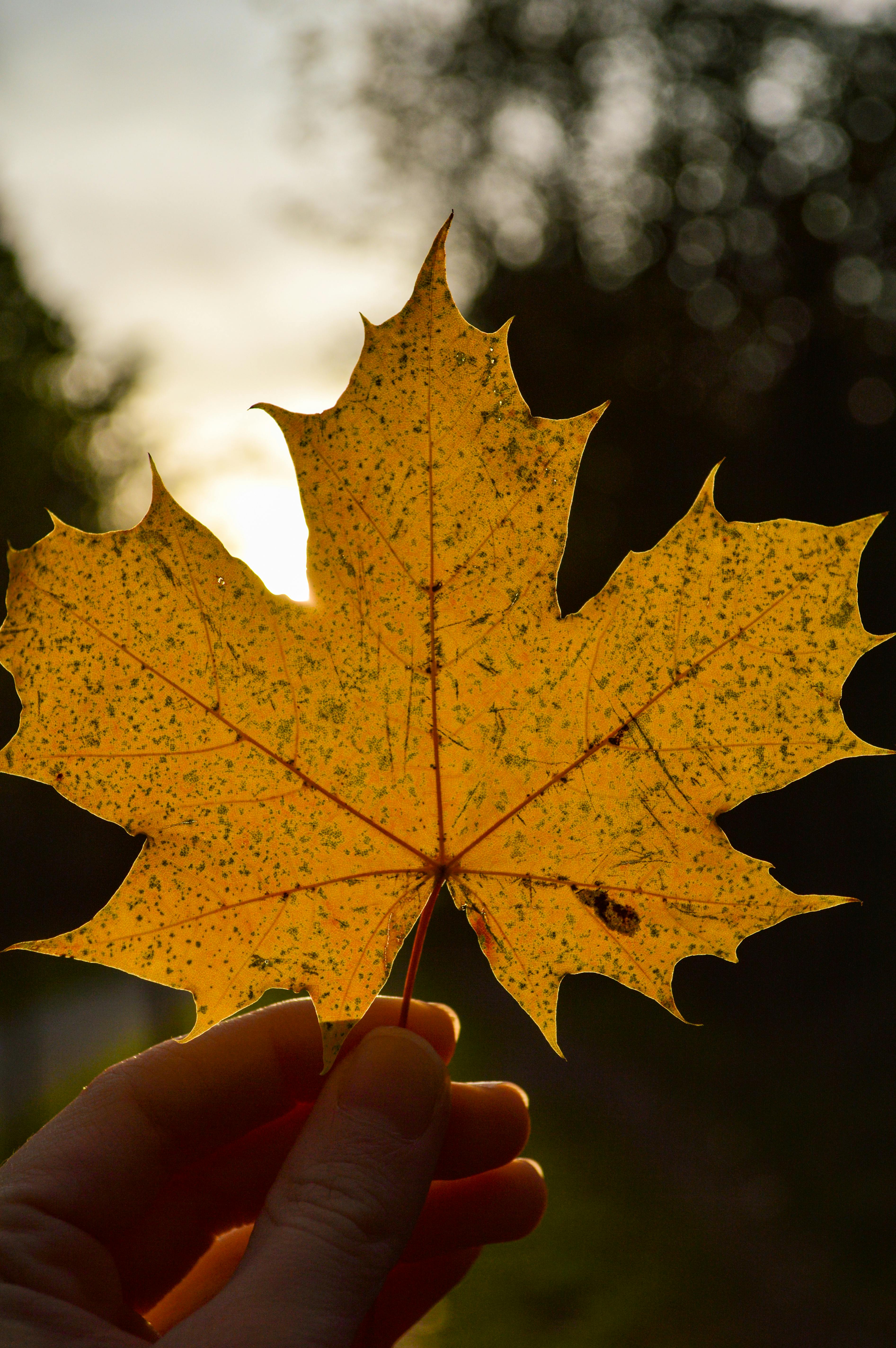 Photo of a Yellow Maple Leaf · Free Stock Photo, image size:3786x5694