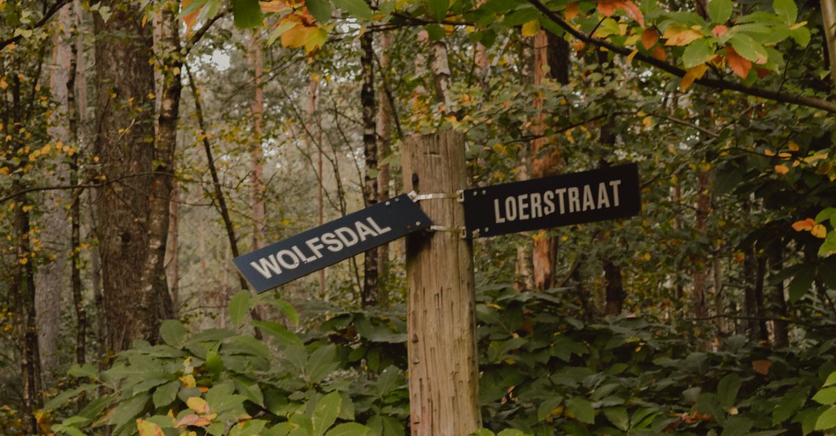 Fall Direction Sign Directional Sign in a Leafy Forest · Free Stock Photo