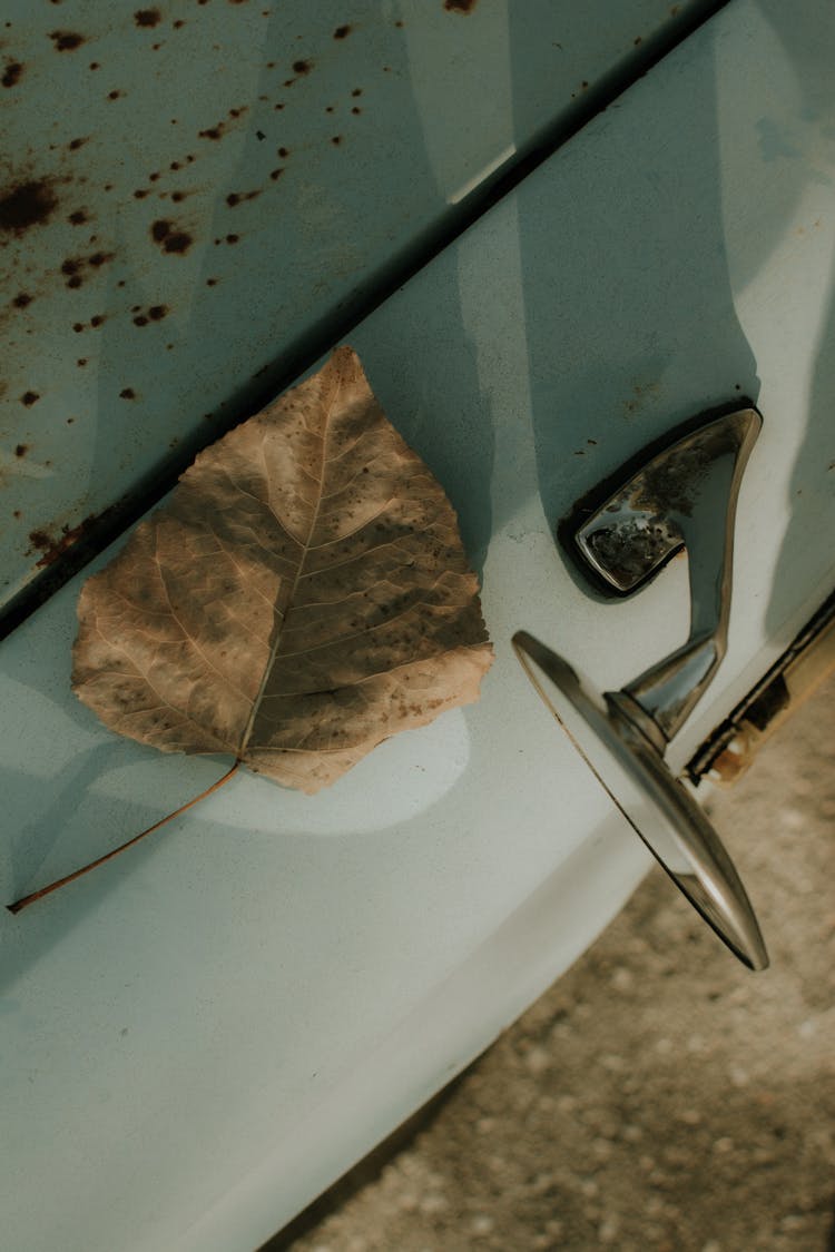 Leaf On White Livery