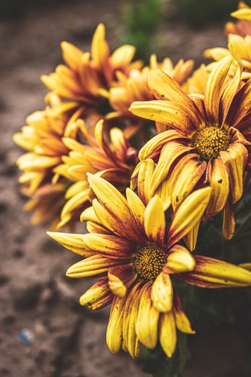 Wilted Yellow Flowers in Macro Shot Photography