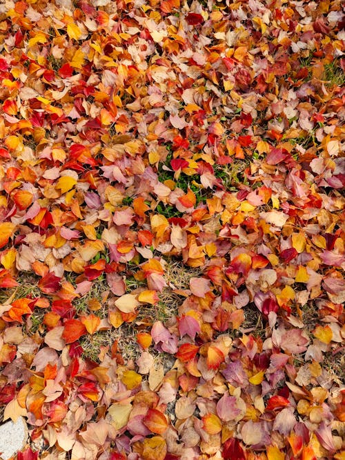 Colorful Leaves on Ground