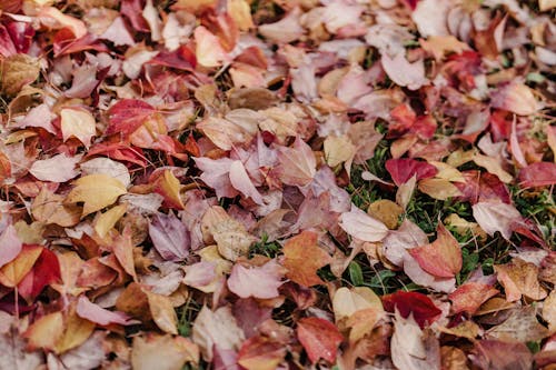 Kostnadsfria Kostnadsfri bild av fallna löv, höstlöv, jord Stock foto