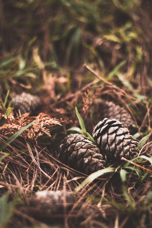 Free Close-up view of pine cones resting on a grassy forest floor. Stock Photo