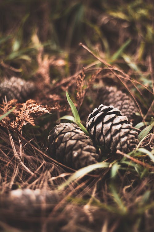Conifer Cones on a Grassy Ground 