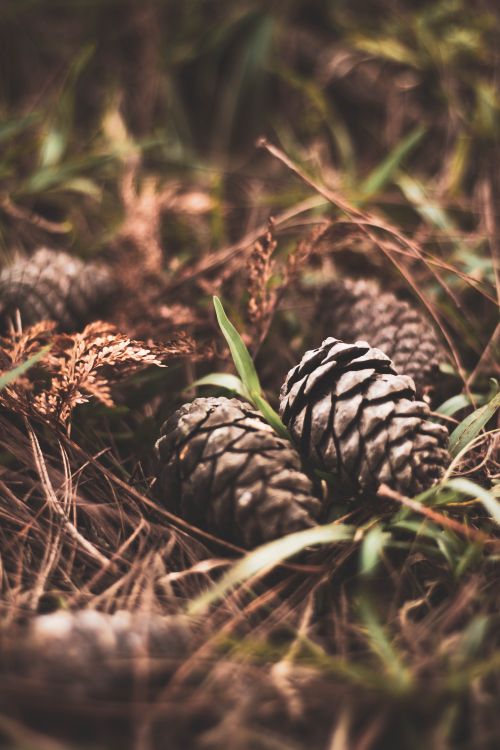 Free Detailed view of pine cones nestled among foliage on forest ground. Stock Photo