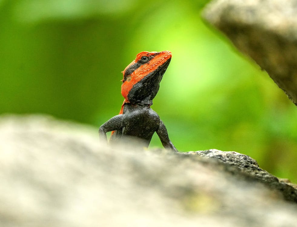 Peninsular Rock Agama in Macro Shot Photography