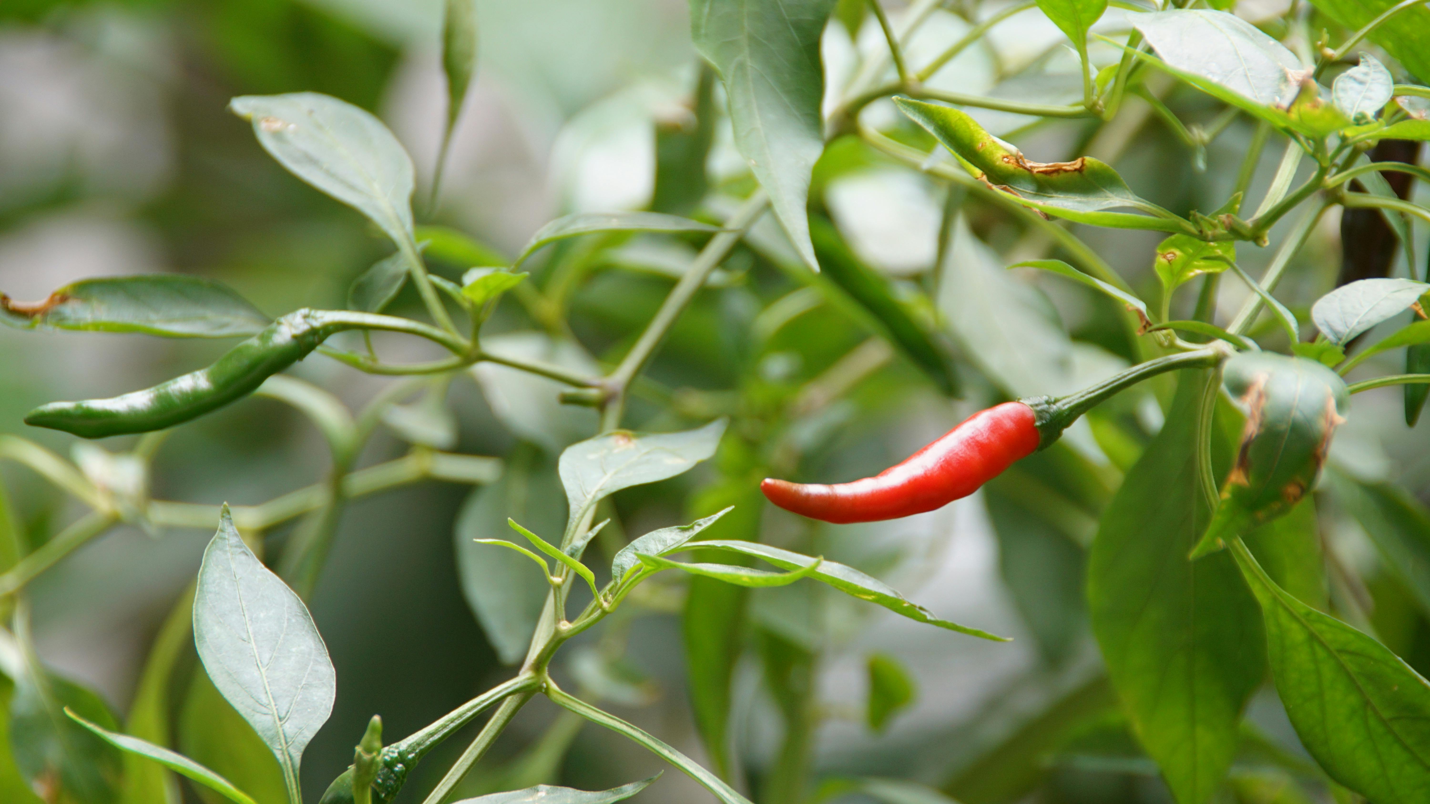 Free stock photo of chili, thailand