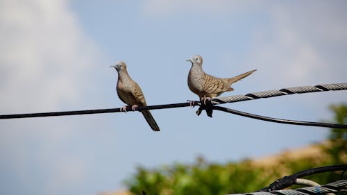 Imagine de stoc gratuită din porumbel, Thailanda, turturea