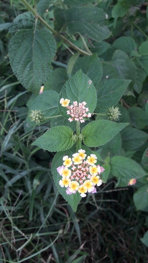 天使の息の花, 黄色の無料の写真素材