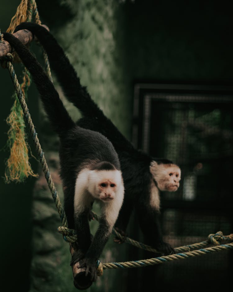 Capuchin Monkeys Hanging On The Rope