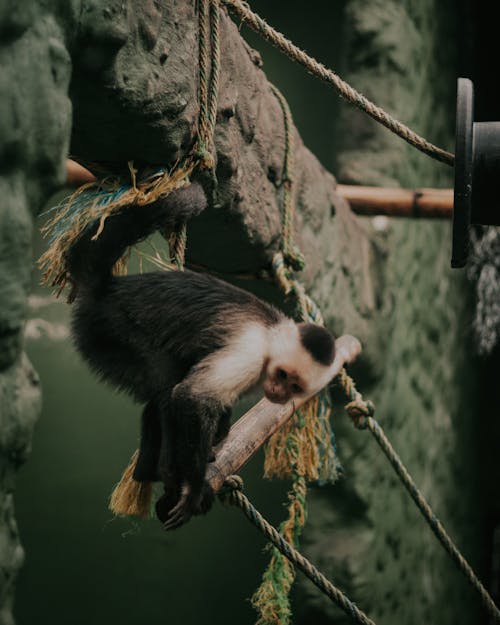 免费 動物, 動物園, 垂直拍摄 的 免费素材图片 素材图片