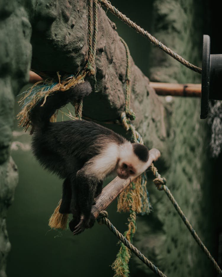 Closeup Of A Monkey On A Swing