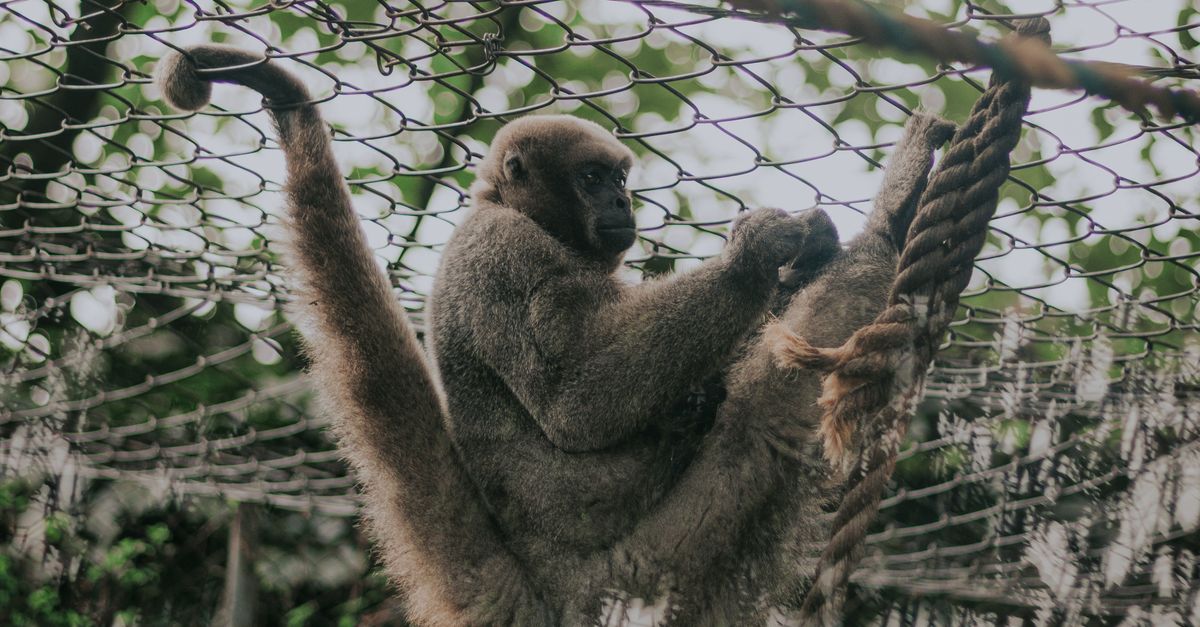 Primate Ropes Closeup of a Monkey with Rope an Net Fence · Free Stock Photo