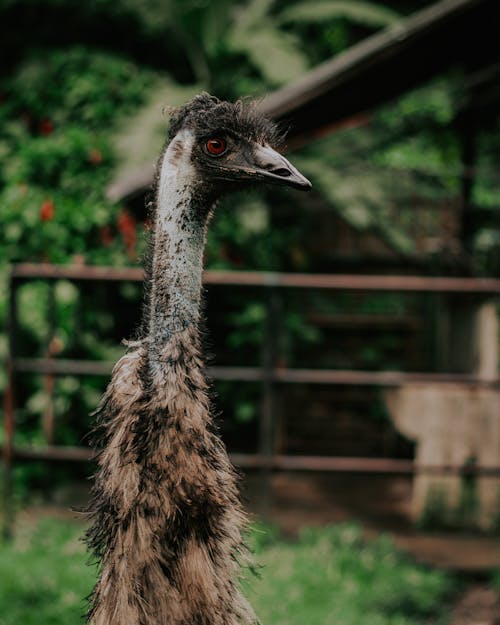 Ilmainen kuvapankkikuva tunnisteilla eläimen muotokuva, eläinkuvaus, emu