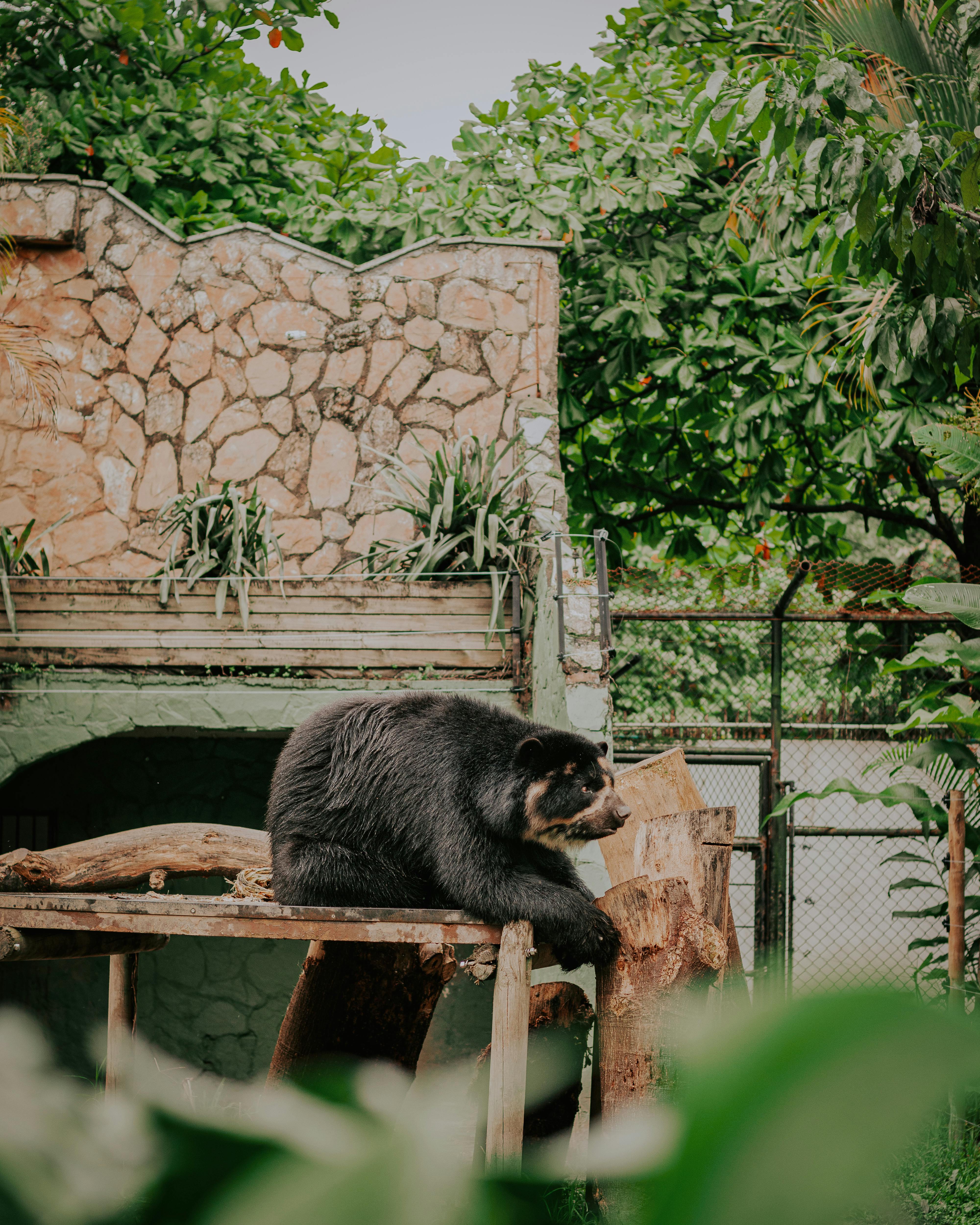 Sloth Bear  San Diego Zoo Animals & Plants