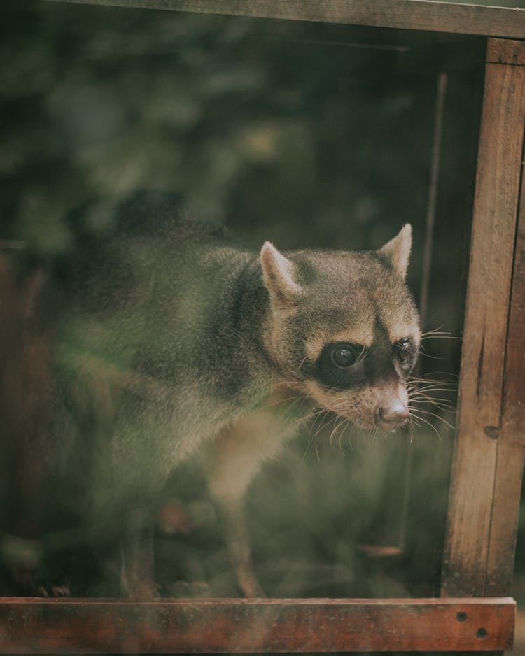 Raccoon In The Zoo 