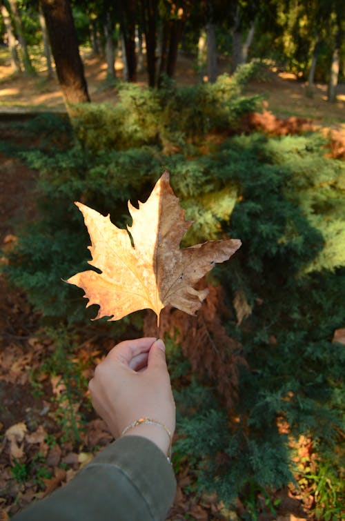 Close Up Photo of Dry Leaf