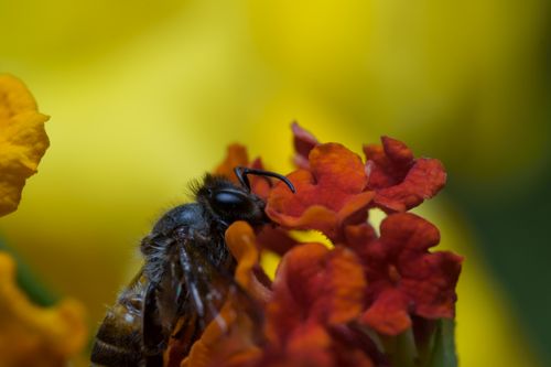 Free Vibrant macro shot of a honey bee on vivid flowers in Jakarta. Stock Photo