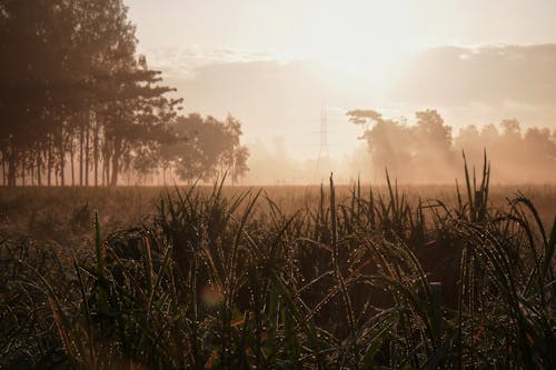 Sunset Sunlight over Rural Field