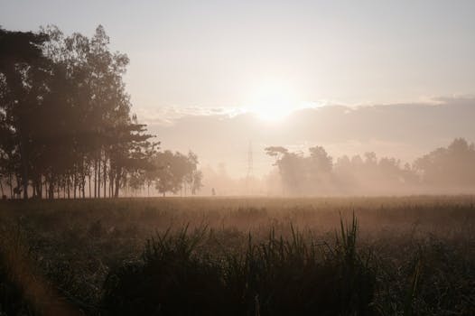 A tranquil sunrise in Sreemangal with misty fields and silhouetted trees.