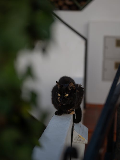 Immagine gratuita di felidi, felis catus, gatto nero