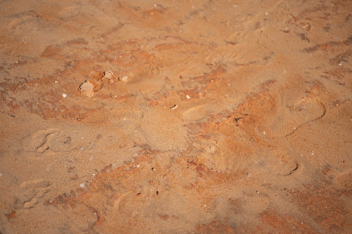 Foto d'estoc gratuïta de marró, natura morta, petjades