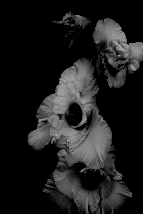 Grayscale Photo of Gladiolus Flowers