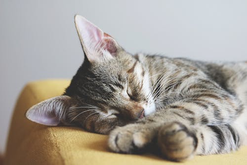免费 灰色的虎斑猫睡在黄色纺织上的特写摄影 素材图片