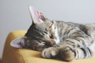 这是一张虎斑猫熟睡的特写肖像，舒适地展现了它可爱的胡须和柔软的皮毛