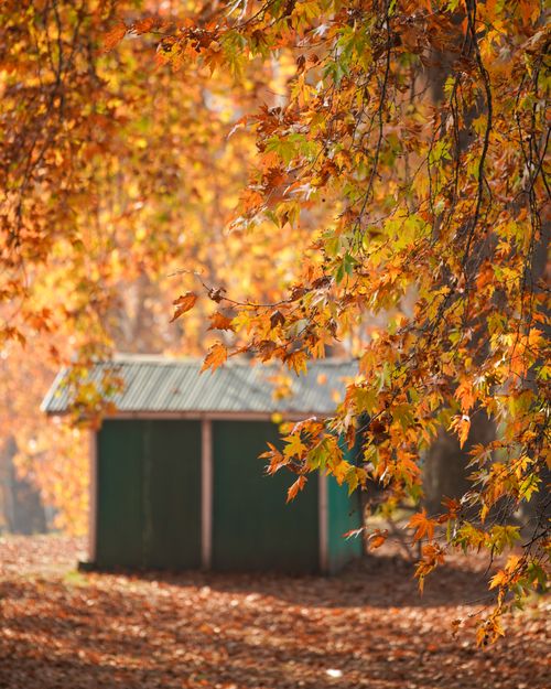 Free A charming wooden cabin surrounded by vibrant autumn foliage, creating a serene fall atmosphere. Stock Photo