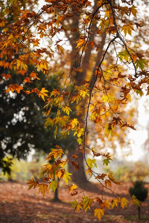 Free Close-up of vibrant autumn leaves on tree branches in a serene fall setting. Stock Photo