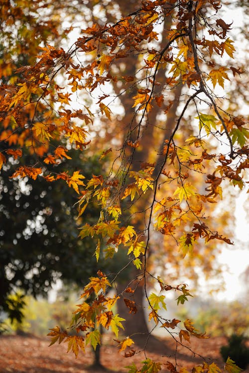 Kostenloses Stock Foto zu atmosfera de outono, getrocknete blätter, herbstblätter