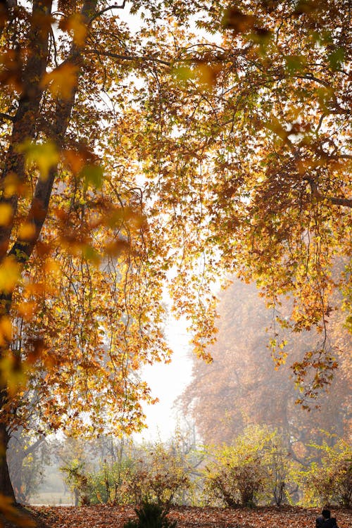 Безкоштовне стокове фото на тему «atmosfera de outono, вертикальні постріл, висушене листя»