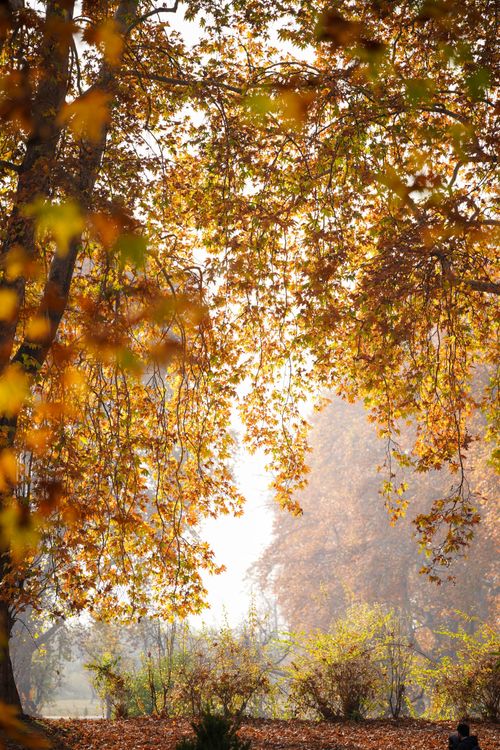 Free A tranquil autumn landscape showcasing vibrant fall foliage in a serene park setting. Stock Photo